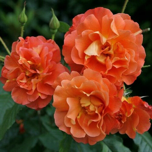 Троянда ” Вестерленд”