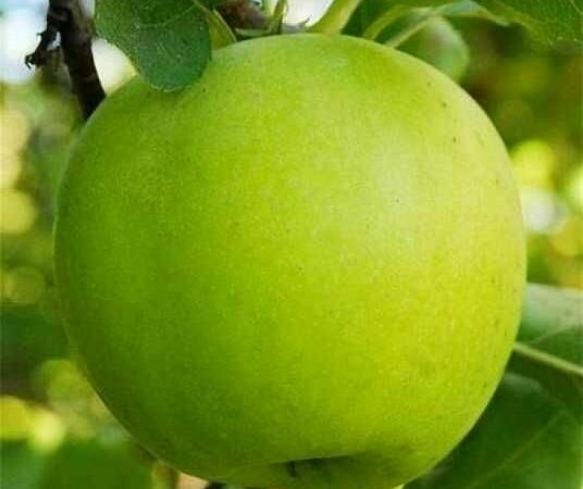 Яблуня “Муцу”